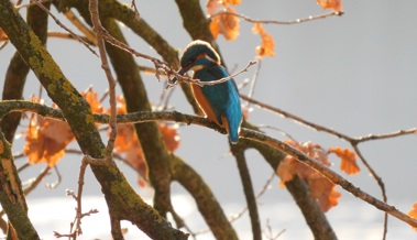 Eisvogel im Naturschutzgebiet Eselschwanz in St. Margrethen