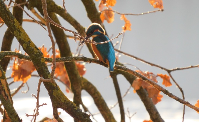 Eisvogel im Naturschutzgebiet Eselschwanz in St. Margrethen