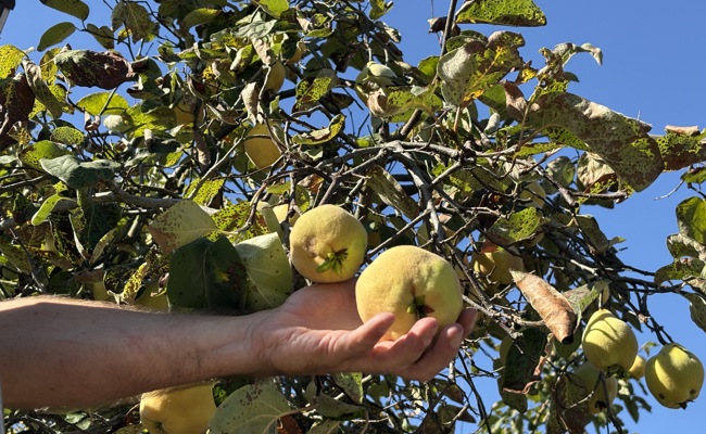 Wie aus Quitten goldenes Gelée wird – ein duftendes Stück Herbstsonne