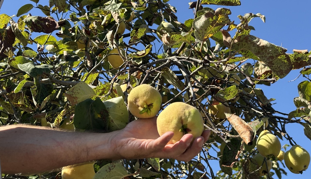 Wie aus Quitten goldenes Gelée wird – ein duftendes Stück Herbstsonne