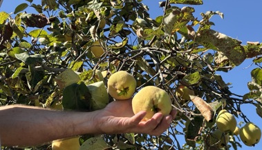 Wie aus Quitten goldenes Gelée wird – ein duftendes Stück Herbstsonne Wie aus Quitten goldenes Gelée wird – ein duftendes Stück Herbstsonne