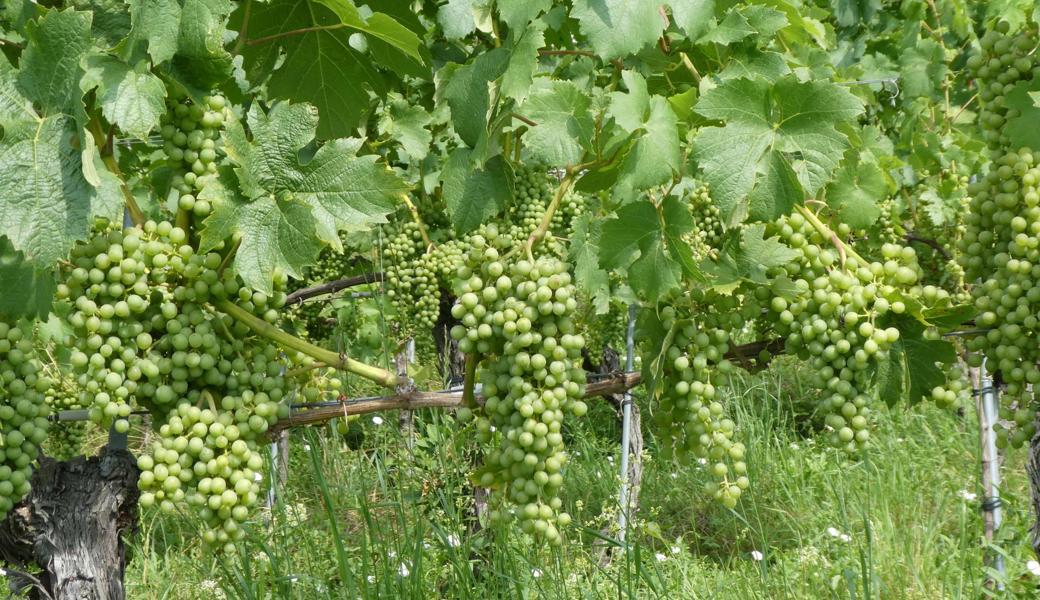  Es wird ein sensationelles Weinjahr, wenn die Natur den Winzern bis nach dem Wimmet keinen Strich durch die Rechnung macht. 