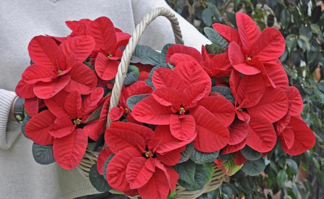 Garten: Im Sternenmeer