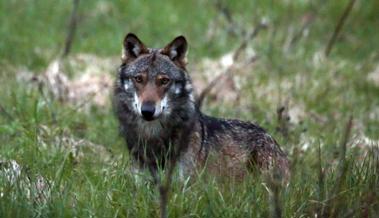 Wolf reisst wieder ein Schaf in Oberriet