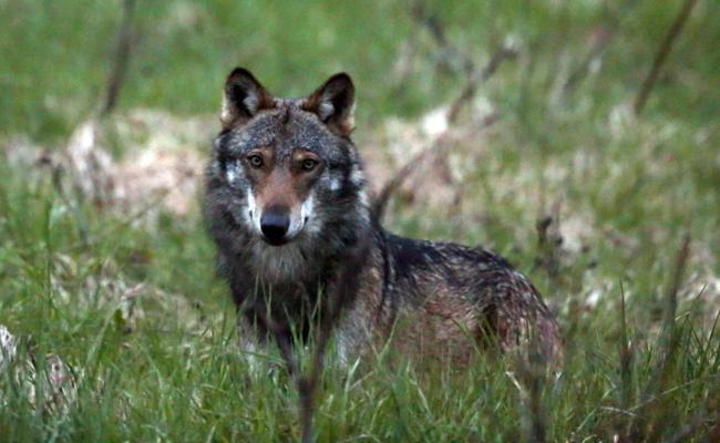 Wolf reisst wieder ein Schaf in Oberriet