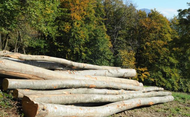 «Wir brauchen einen Fiebermesser für den Wald»