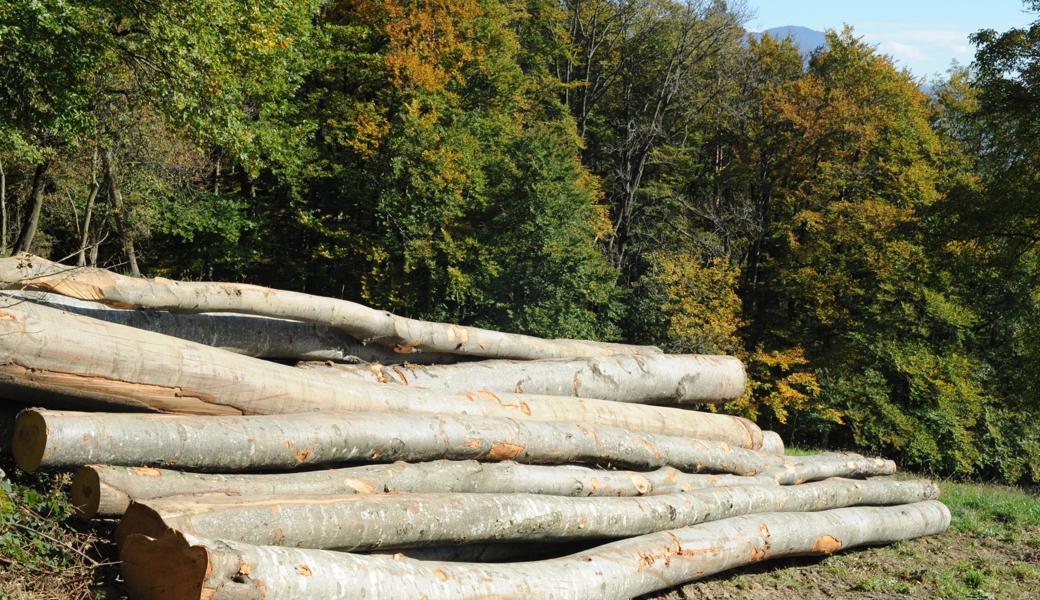 Die Trockenheit des letzten Sommers hat den Wald auch im Rheintal gestresst.