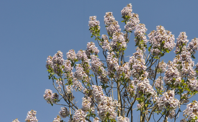 Wunderschön anzusehen, aber die Blüten des Blauglockenbaums sind gefährlich
