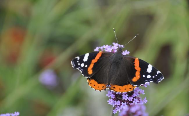 Gartentipp: Der Wanderer