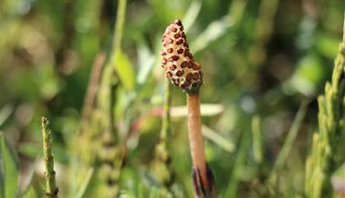 Gartentipp: Unkraut recyceln