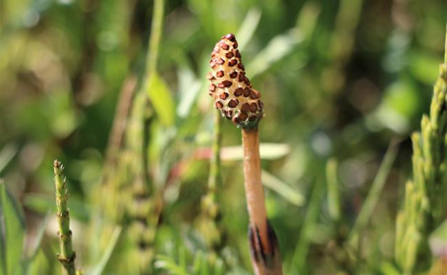 Gartentipp: Unkraut recyceln