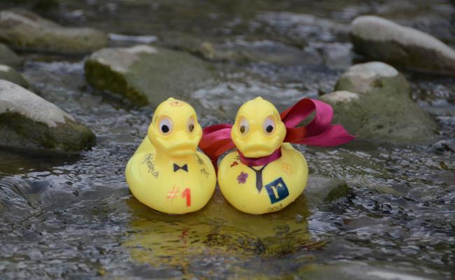 Kleinerer Rahmen für das 14. «Rheintaler»-Entenrennen