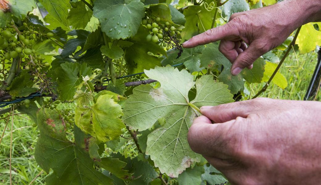 Es gibt ihn, den Schimmel im Weinbau.