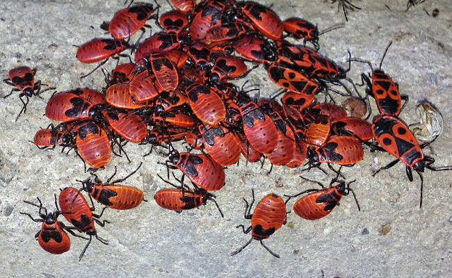 Feuerwanzen sind rot, ungeliebt, nützlich und sonnen sich gern in Gruppen