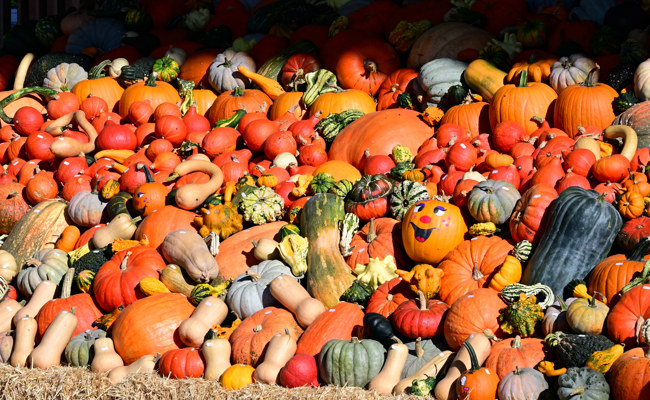 Der Herbst schenkt Trost inmitten von Vergänglichkeit
