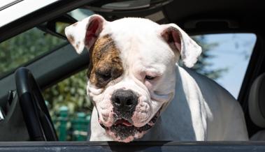 Zwei Hunde verletzten Ehepaar schwer