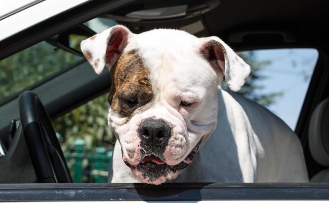 Zwei Hunde verletzten Ehepaar schwer