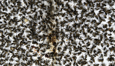 Der Pakt mit der Vogelwelt wollte einfach nicht funktionieren