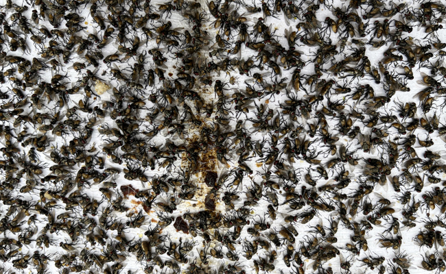 Der Pakt mit der Vogelwelt wollte einfach nicht funktionieren