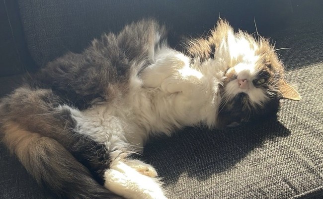 Mehr Fragen als Antworten: Mein Leben mit Airtag-Kater