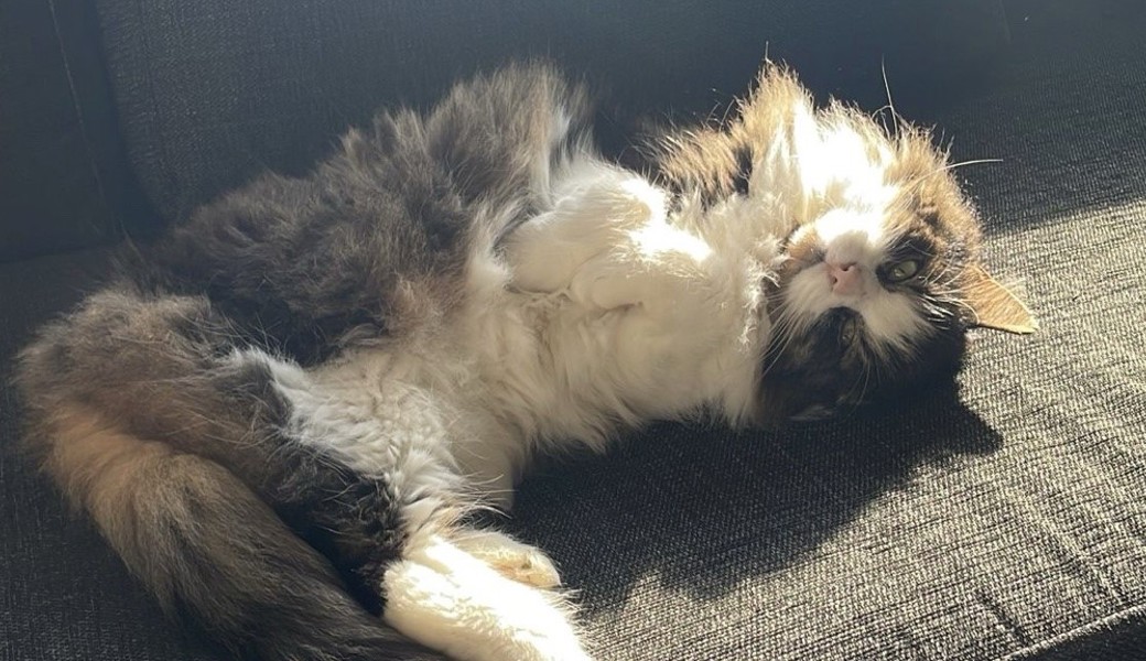 Mehr Fragen als Antworten: Mein Leben mit Airtag-Kater