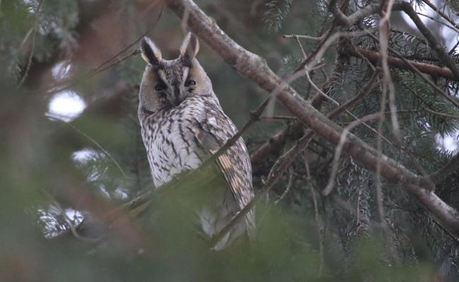 Eulen-WG als Naturspektakel