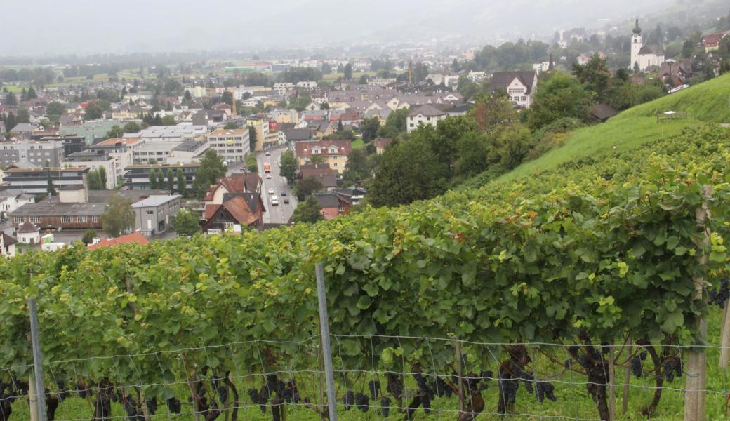 Die Rebbauern der drittgrössten Weinbaugemeinde im Kanton St.Gallen mussten sich kurzfristig nach neuen Abnehmern umsehen.