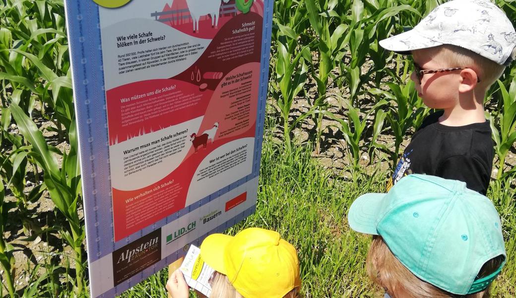Über 2.5 Kilometer erstreckt sich ein Lehrpfad im Maislabyrinth.