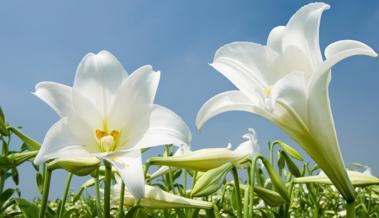 Drei blumige Restaurants geschlossen