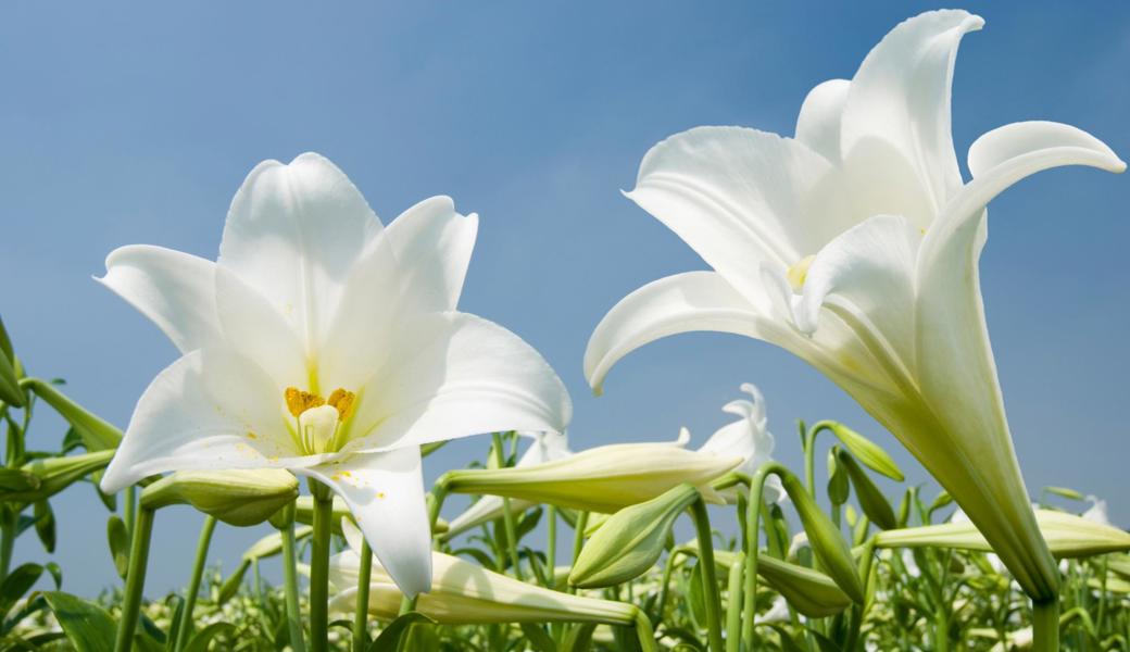Im Rheintal werden Lilien auch Ilgen genannt.