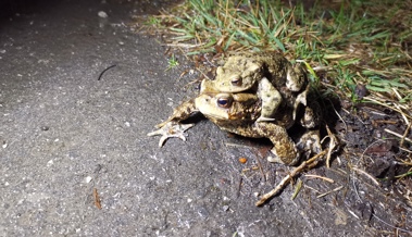 Es waren wieder mehr Erdkröten auf Amphibienwanderung