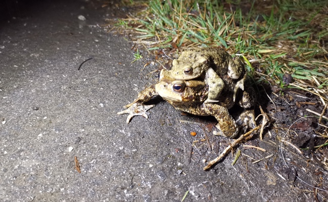 Es waren wieder mehr Erdkröten auf Amphibienwanderung