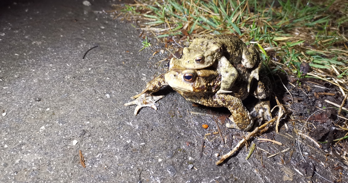 Es waren wieder mehr Erdkröten auf Amphibienwanderung