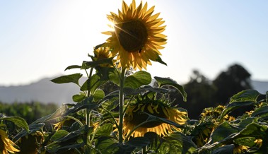 Strahlt im Abendlicht: Sonnenblume an der Ochsengasse