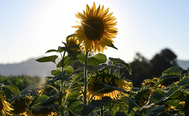 Strahlt im Abendlicht: Sonnenblume an der Ochsengasse