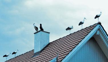 Tierisches Naturschauspiel
