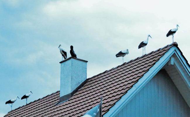 Tierisches Naturschauspiel