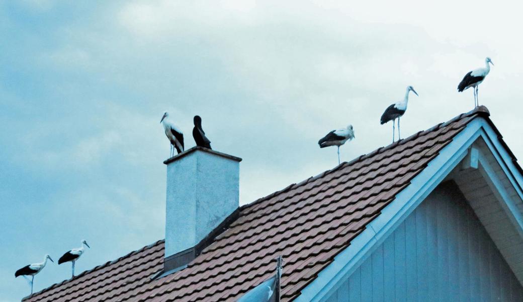 Tierisches Naturschauspiel