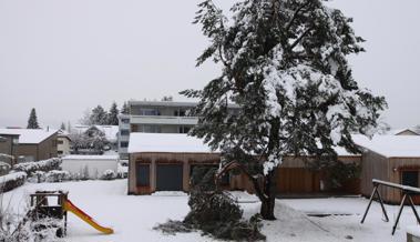 Abgebrochen - der Schnee war zu schwer
