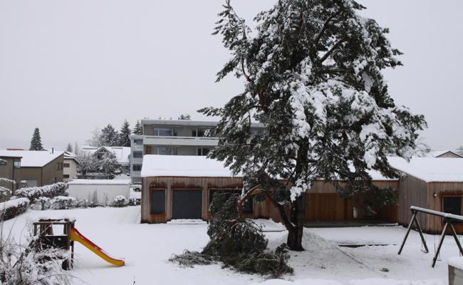 Abgebrochen - der Schnee war zu schwer