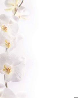 Orchidee TA