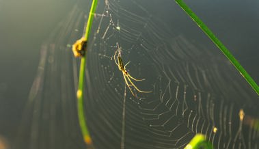 Zum Sonntag: Das Netz der Liebe ausbreiten
