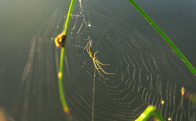 Zum Sonntag: Das Netz der Liebe ausbreiten