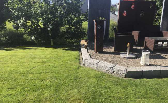 Besuch vom Fuchs: Was ist zu tun, wenn Meister Reineke plötzlich im Garten steht?