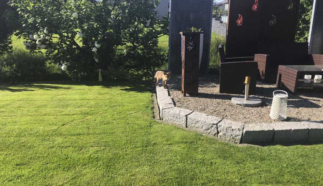 Die Füchse im Garten der Siebers kennen keine Scheu und sie kommen nicht nur nachts vorbei.