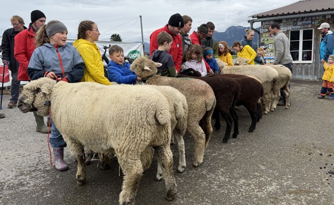Fest im Griff: Kinder präsentieren erstmals Schafe an der Schau