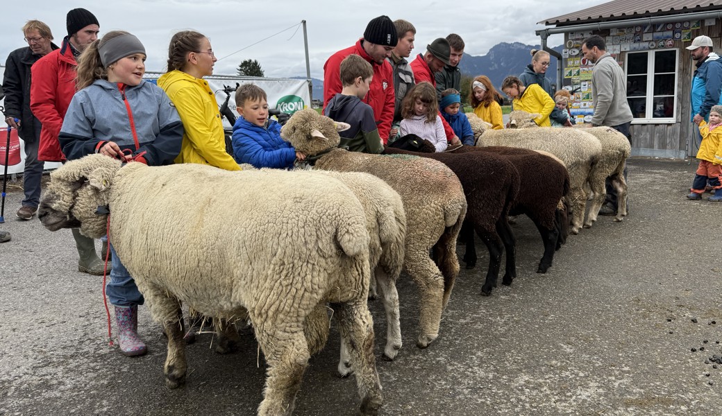 Fest im Griff: Kinder präsentieren erstmals Schafe an der Schau