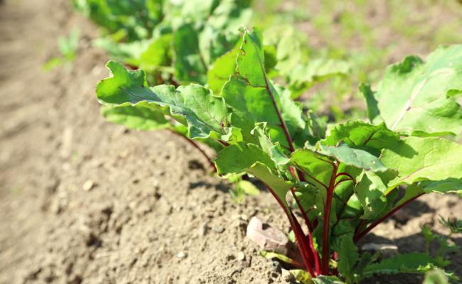 Lernen, Setzlinge selbst zu ziehen