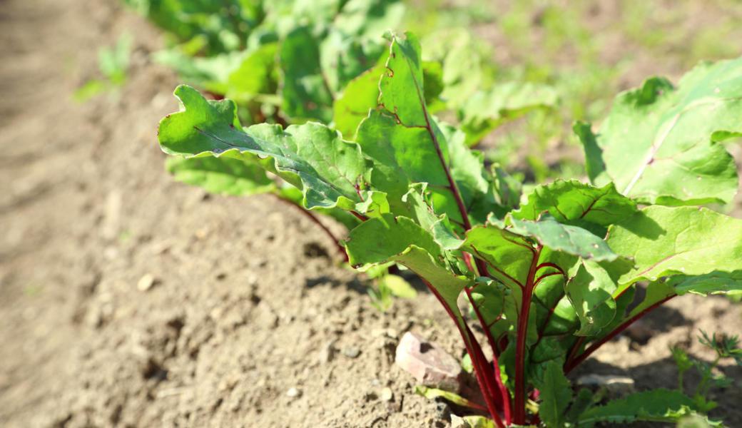 Randen sind widerstandsfähiger gegen Trockenheit, wenn man sie selbst aus Samen heranzieht.  