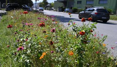 Mehr Blumen am Strassenrand